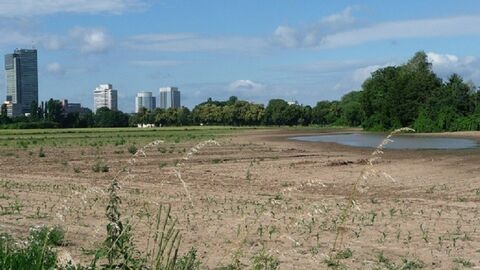 Flurbereinigungsverfahren Frankfurt-Fechenheim Mainbogen (VF 2321) Feld mit Hochhäusern am Horizont