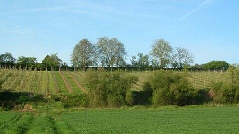 Groß-Umstadt Herrnberg Blick auf einen Rebhang, dazwischen Sträucher, Bäume und Büsche