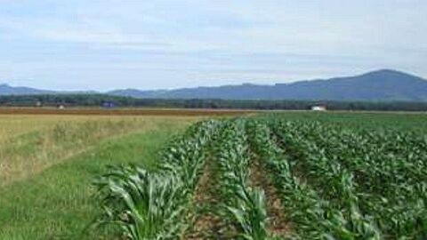 Bewachsenes Feld, im Hintergrund ein Berg 