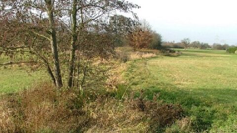 Grünes Feld, am linken Bildrand ein kleiner Baum