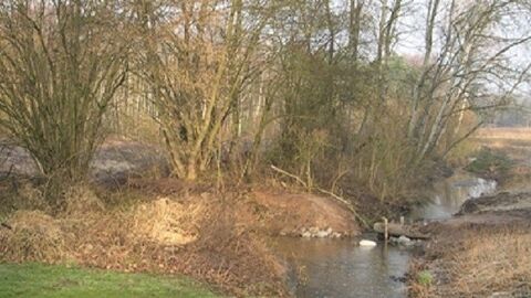 Bachlauf mit dichtem Ufergehölz