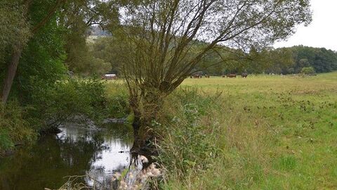Frankenberg-Rengershausen-Nuhnerenaturierung Ein Bach, links davon Bäume, rechts Felder, im Hintergrund Kühe