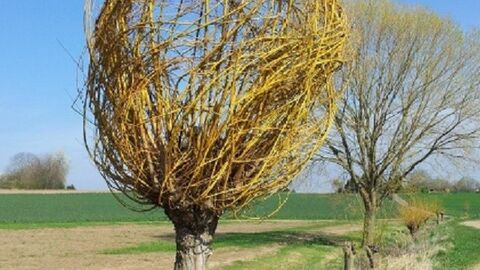 Zwei Bäume vor einem Deich