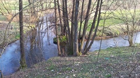 Strauch vor einem sich gabelnden Bach