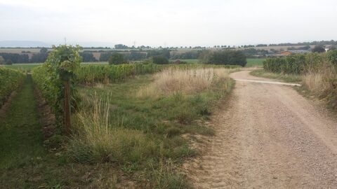 Feldweg durch Weinberg