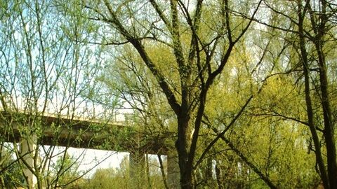Eltville - Walluf Blick zwischen Bäumen auf Brückenunterseite