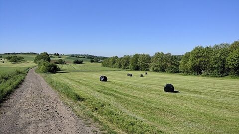 Auf der linken Bildseite ist ein Weg, rechts davon eine Wiese, am Horizont sind Bäume