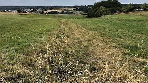 Feld mit Büschen am rechten Rand