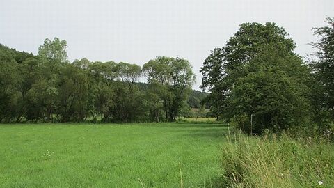 Wiese mit Bäumen am Rand