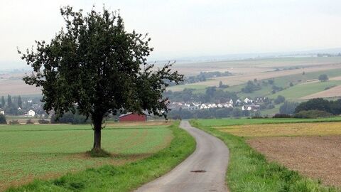 befestigter Weg, links davon ein Baum, rechts davon Acker
