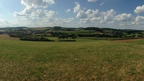 Wiese vor Waldstück