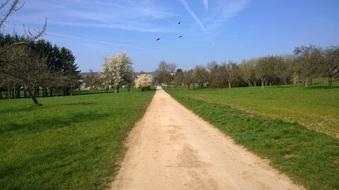 Weg durch mit Bäumen bestandene Wiese