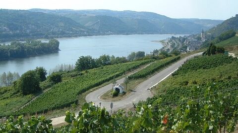 Serpentinenweg durch Weinberg, im Hintergrund der Rhein