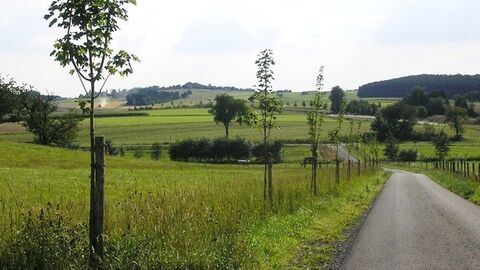 befestigter Feldweg, links daneben junge Bäume