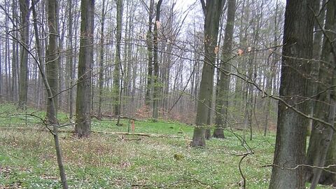 Blick auf Baumstämme