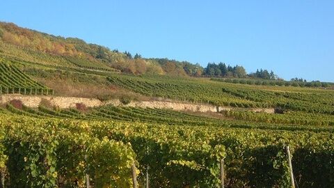 Blick auf Weinberge am Hang