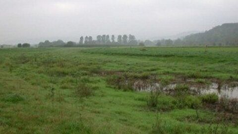 Wiese, im Hintergrund Bäume, rechts Wasser