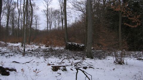 Biebertal-Krumbacher Hecken Schneebedeckter Waldboden