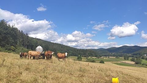 Feld mit Kühen vor hügeliger Waldlandschaft