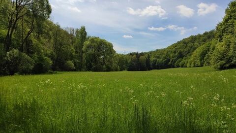 Blick über Wiese auf Wald