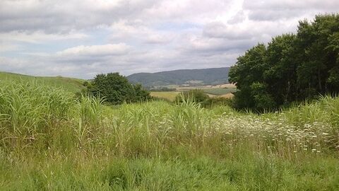 Gelnhausen-Hailer II Blick über Wiese mit Bäumen am Rand