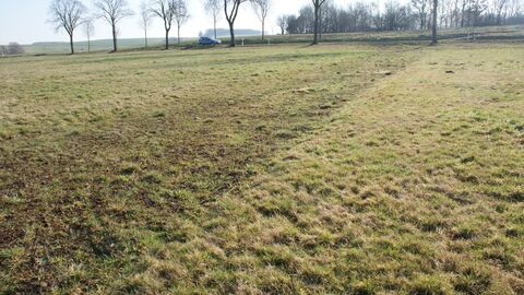 Feld mit Bäumen, im Hintergrund fährt ein Auto