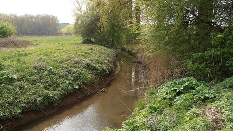 Hammersbach-Krebsbach Bachlauf mit Büschen am Uferrand