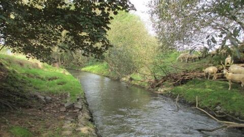 Bachlauf zwischen Bäumen und Büschen
