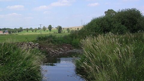 Bach, Ufer mit Schilf und Büschen bewachsen