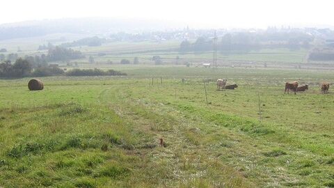 Hohenahr-Erda Wiese mit Kühen, im Hintergrund eine Ortschaft im Nebel