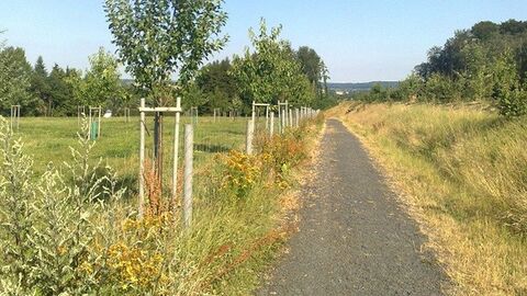 Feldweg mit jungen Bäumen am linken Rand