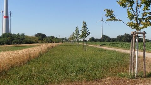 Befestigter Weg rechts neben einer Ackerfläche, im Hintergrund Windräder