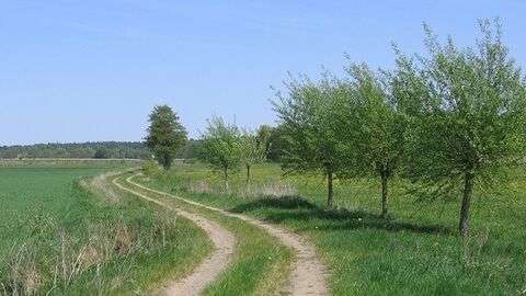 Kirchhain II Feldweg in einem S-Bogen, rechts jung Bäume, links Feld