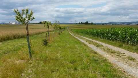 Auf der rechten Bildseite sieht man einen Acker und Feldweg, links davon junge Bäume