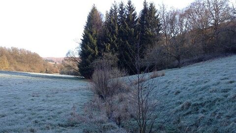 Wiese mit Raureif, im Hintergrund Bäume