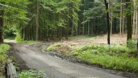 Befestigter Waldweg, biegt rechts ab