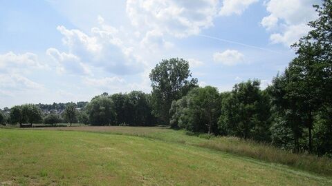 Wiese mit Bäumen und Büschen am rechten Rand