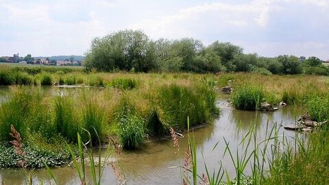 Bachlauf durch Wiese, im Hintergrund Bäume