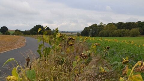 Geteerter Weg links neben einem Sonnenblumenfeld, im Hintergrund Büsche und Bäume