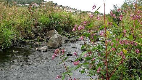 Siegbachtal Nahaufnahme Bach zwischen Blumen und Gräsern, im Hintergrund Häuser