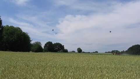 Feld mit Traktor und Bäumen am Rand
