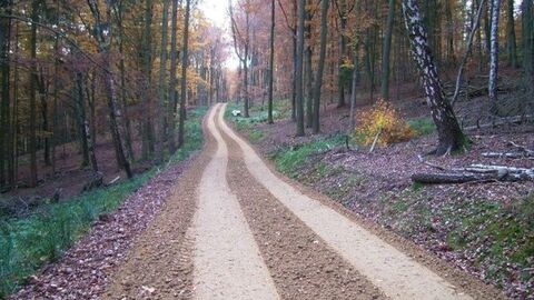 Gerader Waldweg zwischen Bäumen