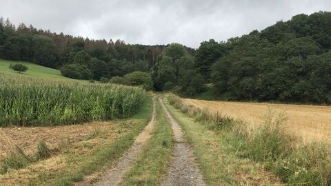 Weg zwischen Feldern in Richtung Wald