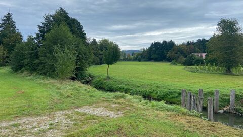 Bach durch Feld mit Bäumen am linken Bildrand