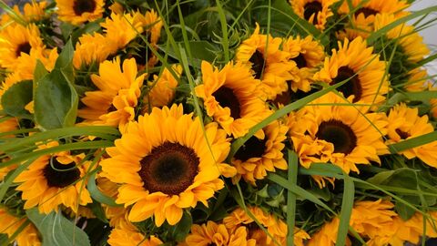 Freisprechungsfeier 2024 Sonnenblumenstrauss