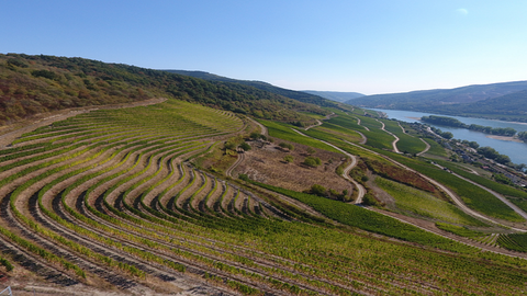Lorcher Weinberge Blick über Weinberge auf den Rhein